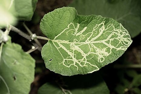 La plaga de gusano minador es comun en los jardines con citrícos. Foto: Shutterstock