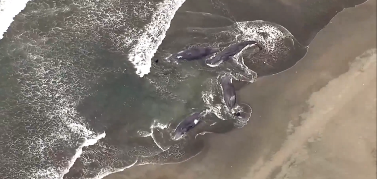 La televisión japonesa difundió el video de las ballenas varadas en la playa de Heisaura, en la ciudad japonesa de Tateyama.