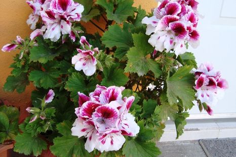 Las plantas ideales para decorar el jardín en invierno. Las plantas ideales para decorar el jardín en invierno.