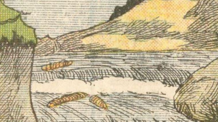 ACERTIJO VISUAL ACERTIJO VISUAL, RETO VISUAL, ANIMAL Foto: ARCHIVO