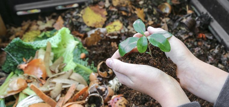 Crea un abono casero para que tus plantas crezcan y florezcan como nunca con solo una cucharada Foto: Shutterstock
