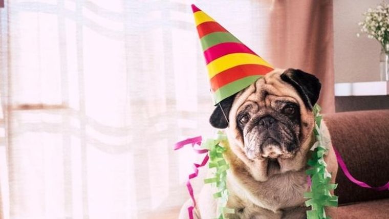 En lugar de celebrar la edad cronológica, una medida mucho más precisa de envejecimiento es observar los niveles de metilación en el ADN de un perro.
