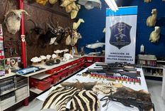 Un taller clandestino dedicado a la taxidermia fue allanado en las últimas horas en el partido bonaerense de Berazategui. Foto: Ministerio de Ambiente de la Nación