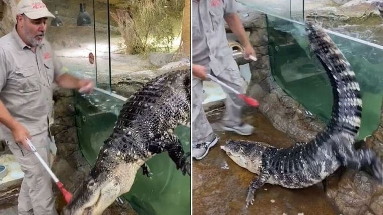 TikTok, video viral, caimán