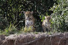 El yaguareté vuelve a rugir en El Impenetrable: avistan una hembra con su cría en el Chaco. El yaguareté vuelve a rugir en El Impenetrable: avistan una hembra con su cría en el Chaco.