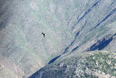 Foto: ALF PONCE / MDZ