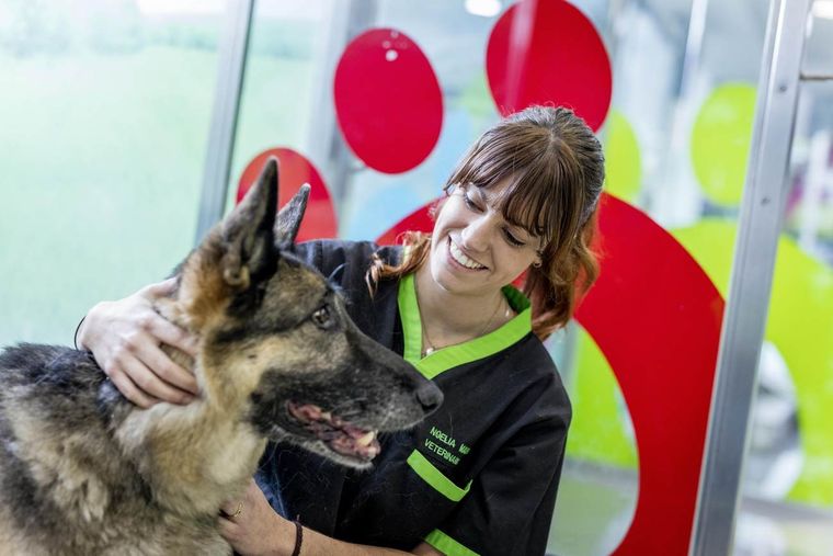 Uno de cada 500 perros y gatos desarrollan diabetes. Foto: MSD Salud Animal