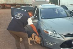 Atento Apolo olfateó el rodado y descubrió que algo raro había.