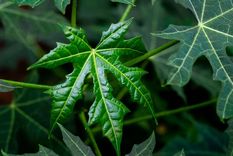 El alimento milagroso que los mayas utilizan para mejorar la salud (Shutterstock).