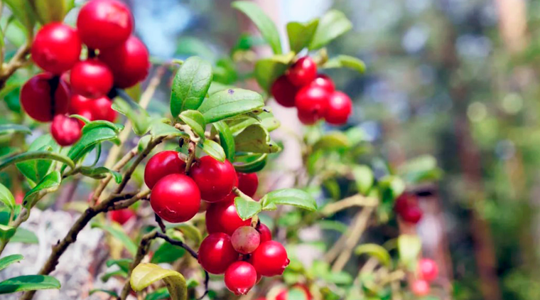 Los arándanos son pequeños arbustos de hoja perenne que pueden producir una excelente cosecha de frutos repletas de nutrientes y antioxidantes. Foto: (Crédito de la imagen: Alamy/Mikhail Olykaynen)