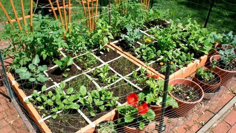 La siembra se hace con una caja de madera con fondo, con tierra y nutrientes . Una rejilla divide el espacio en varias secciones cuadradas. Foto: static.wikia.nocookie.net/gael-raibead