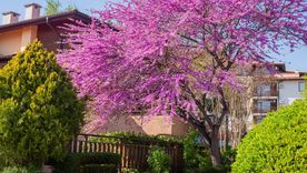 El árbol del amor, ciclamor o Cercis siliquastrum se roba todas las miradas en el jardín. El árbol del amor, ciclamor o Cercis siliquastrum se roba todas las miradas en el jardín.