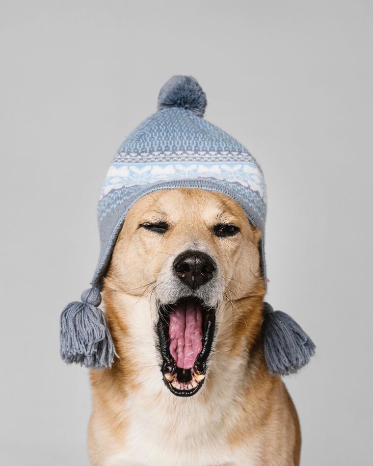 Cómo proteger a tu perro en invierno. Foto: Freepik