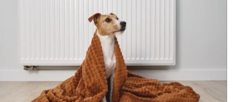 A pesar de su pelaje natural, podemos brindarle a nuestras mascotas mejores condiciones para enfrentar el invierno Foto: Shutterstock