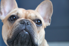 La mascota popular en España Foto: Archivo