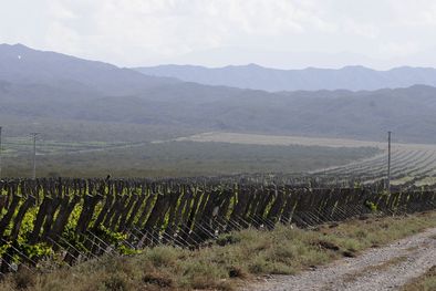 MDZol | Agrelo es una de las zonas más codiciadas. Foto: Alf Ponce Mercado/MDZ