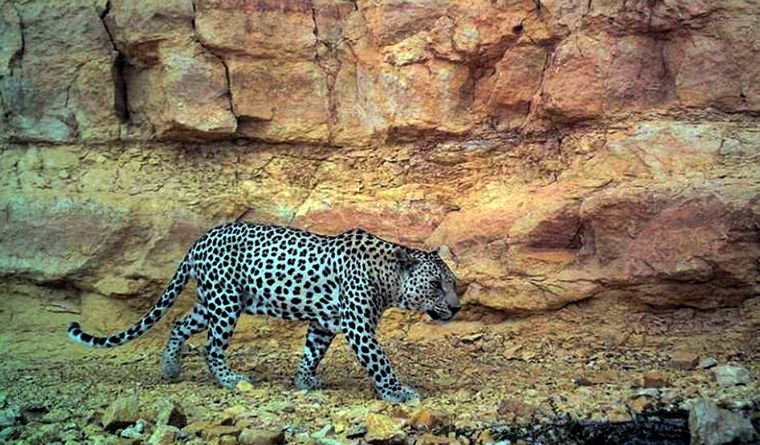 El leopardo de Arabia está en peligro de desaparecer Foto: Dpa.