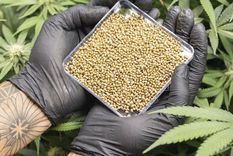 Con la legislación necesaria y un clima propicio, Mendoza avanza en la industria del cannabis medicinal. Con la legislación necesaria y un clima propicio, Mendoza avanza en la industria del cannabis medicinal.