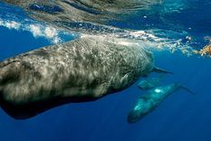 El cachalote tiene un sistema de comunicación parecido al de los seres humanos. Foto: Efe.