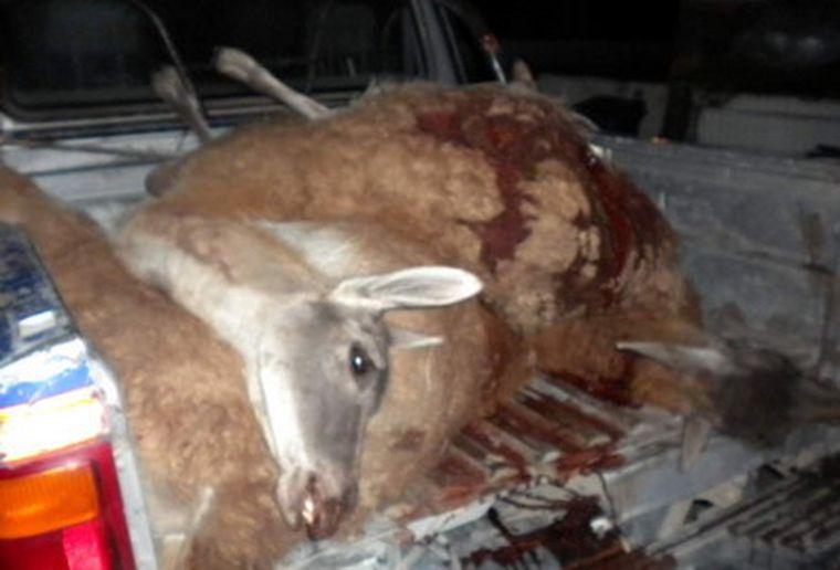 Probablemente, haya ejemplares heridos en la tropilla. Foto: Gentileza