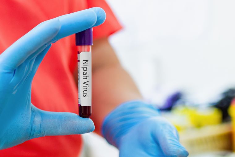En India confirmaron dos casos de nipah en personal de salud, con aislamiento tras los primeros síntomas registrados en diciembre.  