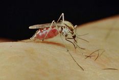 Con las bajas temperaturas, persiste la variedad Aedes albifasciatus, un mosquito que tiene una distribución muy amplia en desde Tierra del Fuego hasta el norte del país. Foto: Conicet