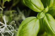 ¿Cómo cuidar la planta de albahaca para que inunde de aroma mi jardín? La planta de albahaca tiene un aroma delicioso. Foto: Pexels ¿Cómo cuidar la planta de albahaca para que inunde de aroma mi jardín? La planta de albahaca tiene un aroma delicioso. Foto: Pexels