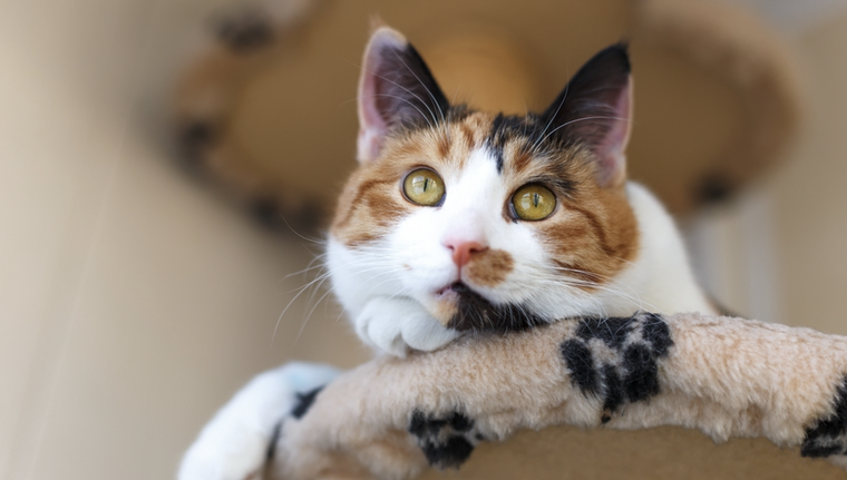 Esta fruta esta prohibida para tu mascota. Foto: Shutterstock