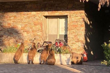 Además del traslado de los carpinchos, otra de las inniciativas es una vacuna anticonceptiva Además del traslado de los carpinchos, otra de las inniciativas es una vacuna anticonceptiva