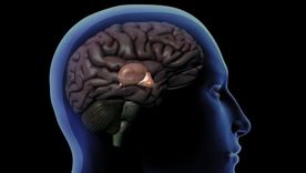 La glándula pineal es del tamaño de un guisante y se encuentra detrás del hipotálamo. (Fuente: GETTY IMAGES)