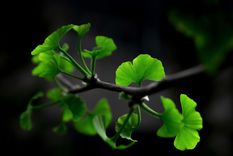 El ginkgo biloba es una poderosa planta medicinal Foto: Shutterstock