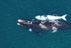 El Instituto de Conservación de Ballenas elaboró el árbol genealógico de una familia de ballenas compuesta por cinco generaciones que frecuentan la Península Valdés, en Chubut. Foto: Instituto de Conservación de Ballenas
