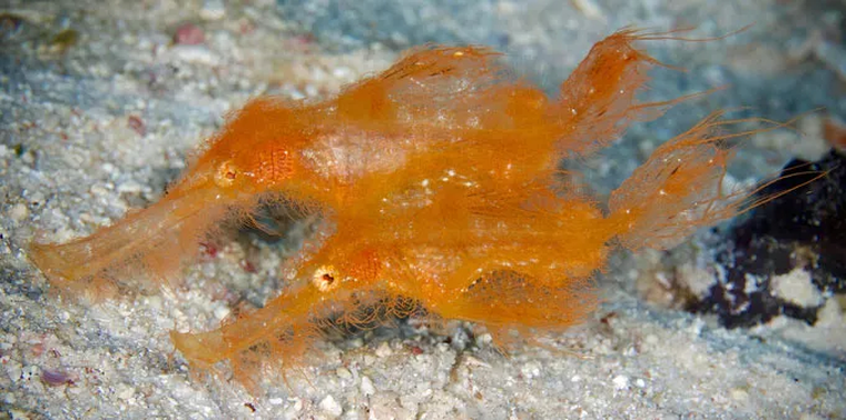 La nueva especie de pez fue encontrada en arrecifes de Australia y Papúa Nueva Guinea. La nueva especie de pez fue encontrada en arrecifes de Australia y Papúa Nueva Guinea.