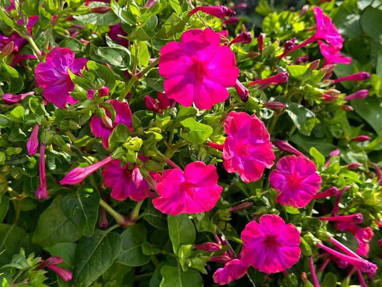 Las flores nocturnas se destacan por sus aromas intensos al caer la tarde.