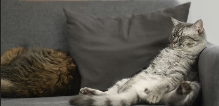 Es común que los gatos duerman más de día y tengan actividad a la noche Foto: Shutterstock