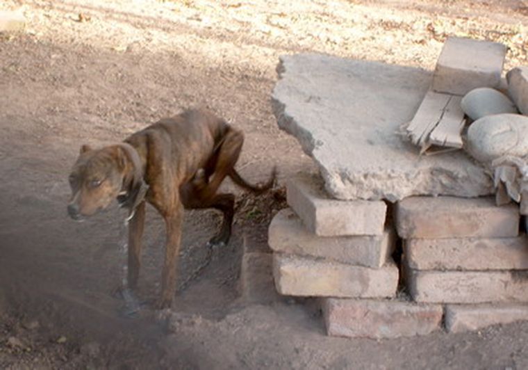 Para la RAM, el largo de la cadena indica el cautiverio, además de la delgadez del perro.