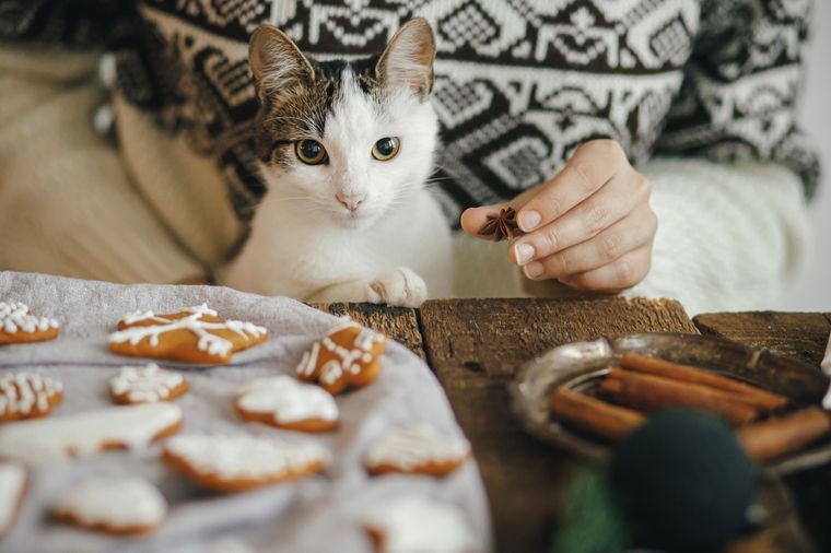 Los gatos pueden comer algunos alimentos dulces Foto: SHUTTERSTOCK
