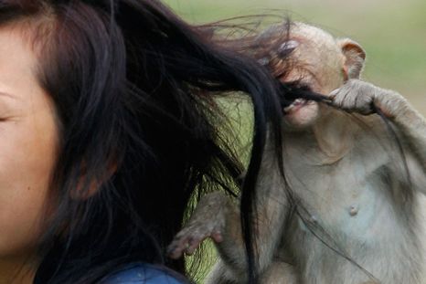Una presentadora de televisión fue atacada en vivo por un mono