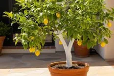A partir de una hoja podrás tener un limonero en casa.