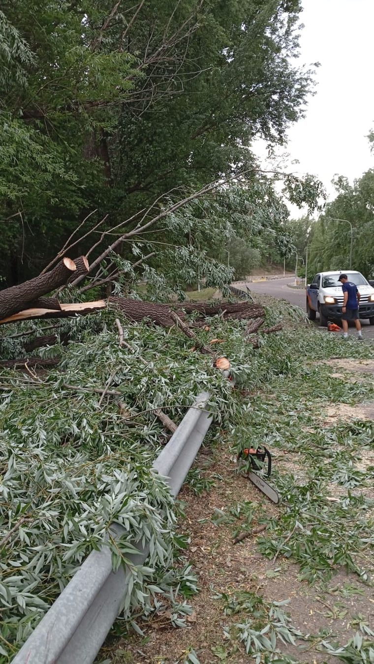 Cuadrillas municipales trabajan para sacar los árboles caídos.