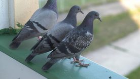 Foto: Evening Standard - https://static.standard.co.uk/homesandproperty/s3fs-public/thumbnails/image/2018/09/07/15/Pigeonsonbalcony.jpg