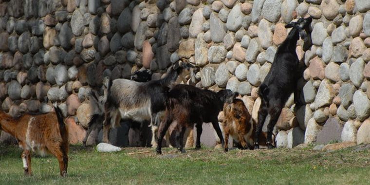 Las vinchucas suelen guardarse en corrales o viviendas precarias.