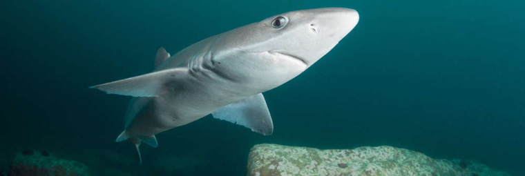 El cazón (Galeorhinus galeus) puede crecer hasta 190 cm de largo y vivir más de 50 años.