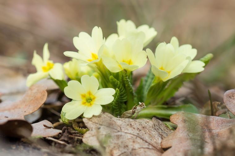 JARDÍN La prímula es una planta perenne con alrededor de 500 especies Foto: SHUTTERSTOCK