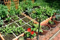 La siembra se hace con una caja de madera con fondo, con tierra y nutrientes . Una rejilla divide el espacio en varias secciones cuadradas. Foto: static.wikia.nocookie.net/gael-raibead