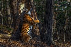 Imagen ganadora del concurso de fotografía de vida salvaje organizado por el Museo de Historia Natural de Londres en la que se ve un tigre siberiano en el parque nacional Tierra del Leopardo, en la región de Primorie (Rusia).