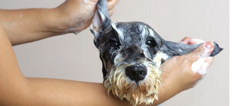 Aunque sea invierno es necesario bañar a los perros tomando las medidas necesarias Foto: Shutterstock