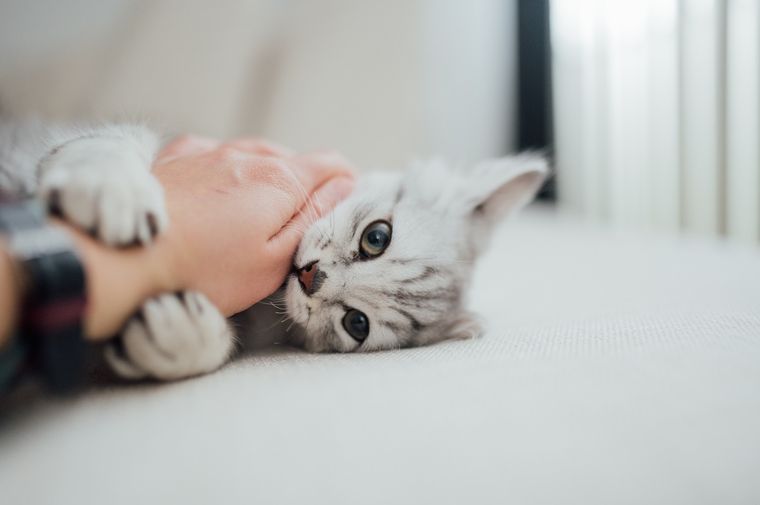 MASCOTAS Los gatos pueden morder cuando menos lo esperamos Foto: Shutterstock