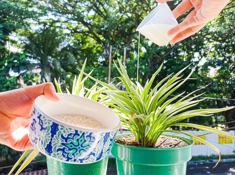 El arroz crudo en las macetas aporta nutrientes y fortalece las raíces. Foto: Shutterstock