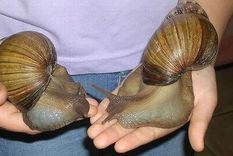 alarma por caracoles gigantes y toxicos en corrientes